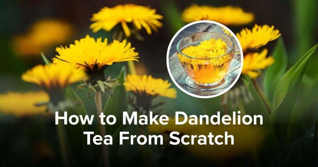 How to Make Dandelion Tea From Scratch